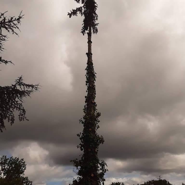 arbre