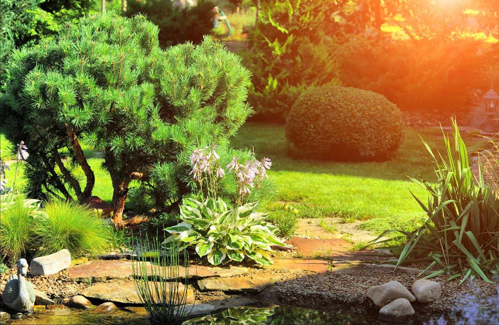 jardin ensoleillé
